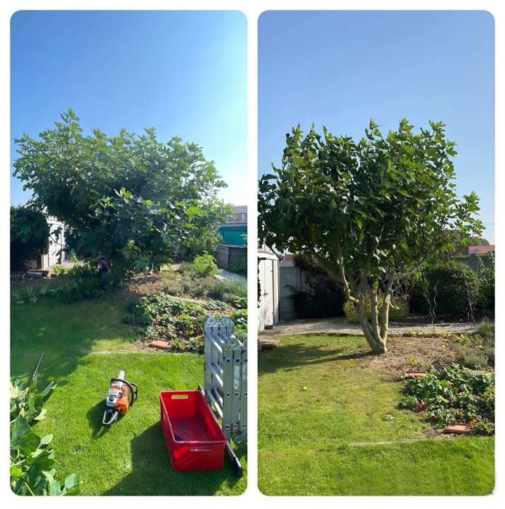 Plantation au jardin Douai