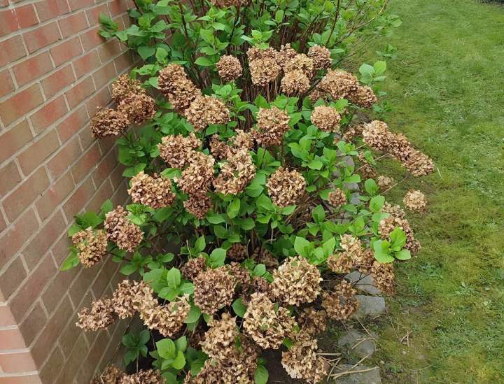 Aménagement jardin Douai