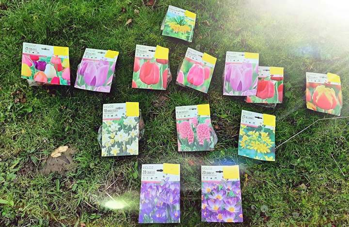 Plantation au extérieur Douai