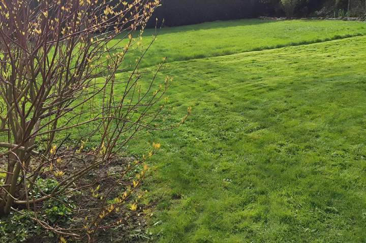 Création de pelouse Douai