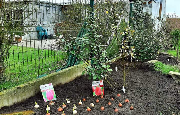 Plantation au jardin Douai