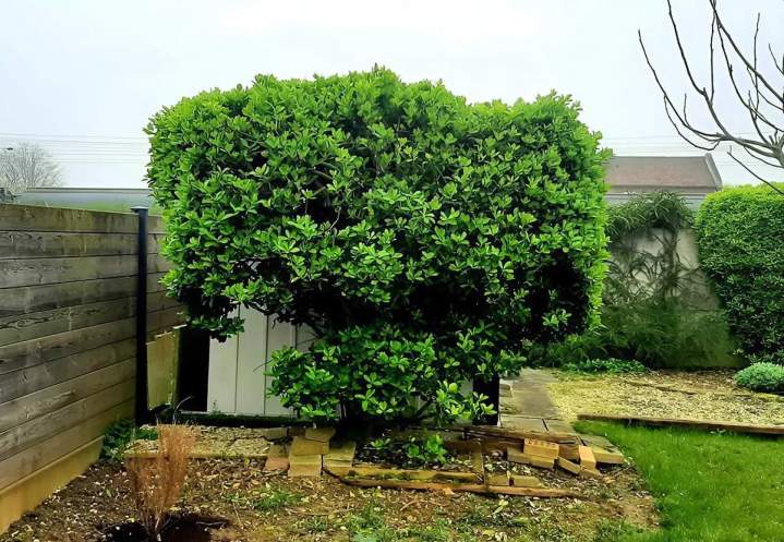 Débroussaillage Douai